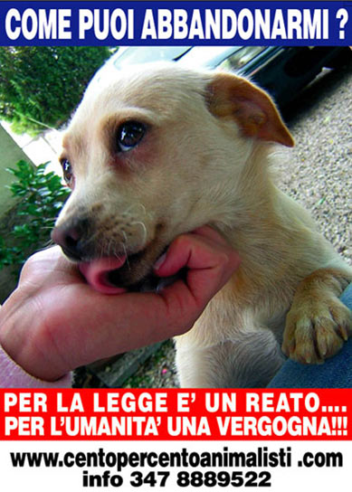 locandina cani